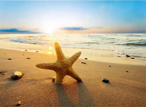 海边花卉， 防风固沙的功臣