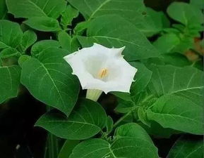 耳草喜野生，适于山地、林缘