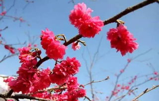 梅花：北方的硬核代表