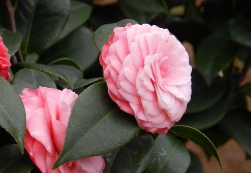 冬天茶花浇水，你真的懂吗？