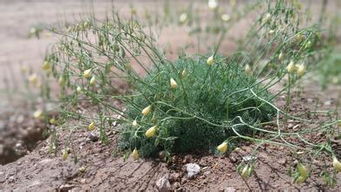 甘肃敦煌的鸣沙山脚下
