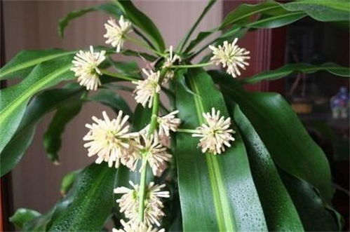 巴西木发霉的处理方法