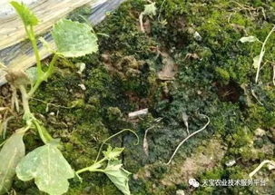 苜蓿草：提供持续供应的饲料或改善土壤的有机质含量