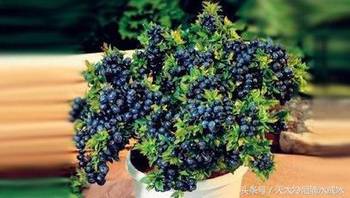 土壤是盆栽的根基， 得好好打理