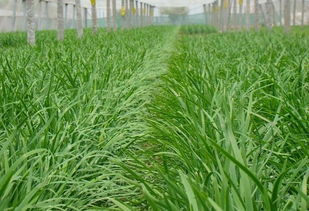 九百米山地种草， 选这三种草成活率提高80%