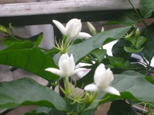 双色茉莉新芽修剪技巧，如何巧妙拆分为双色