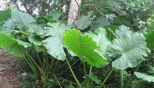 快速养护滴水观音，让植物健康成长