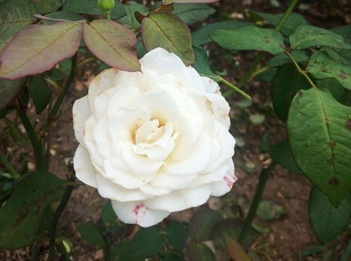 走进月季的奇妙世界