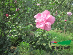 木槿在园林中的应用