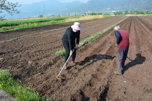 玉米草种子图片