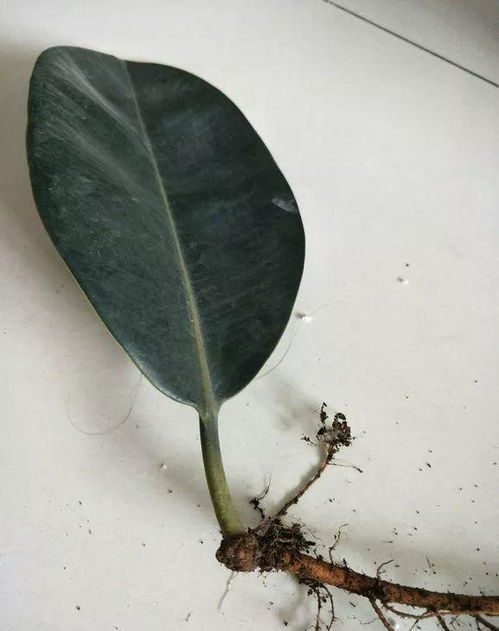 将橡皮树剪下前半部分插入土壤