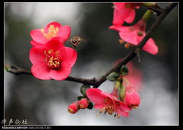 红梅，是不是花卉呢？