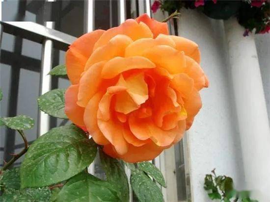 月季花在城市绿化中的作用