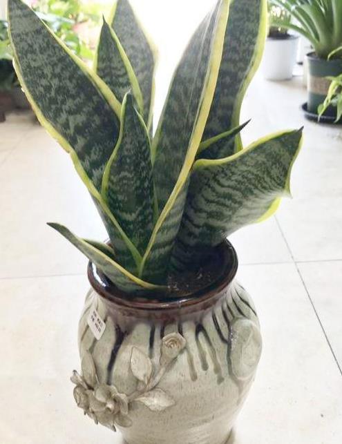 晚上放氧蕞多的植物，揭秘卧室绿植选择