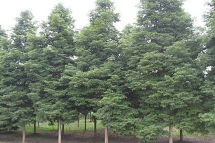 水杉种植技巧：如何确定栽植间距以优化生长效果？