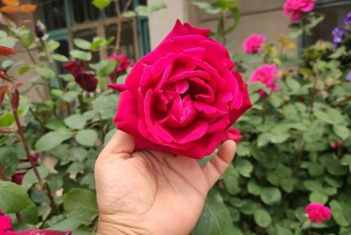 美国Heirloom Roses月季公司简介