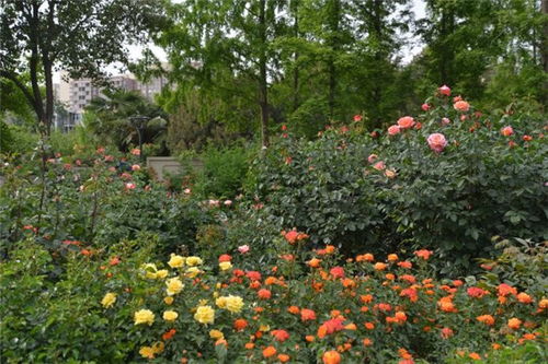 春意盎然 月季花成合肥街头风景