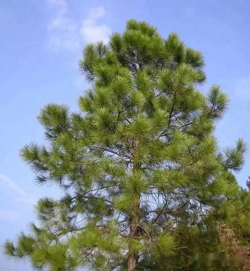 马尾松适用于哪些园林景观设计