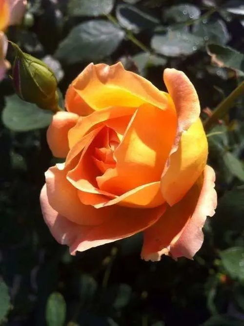 蓝色阴雨月季：阳台上的蓝色梦幻