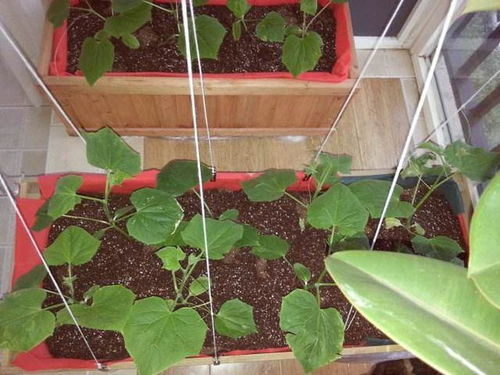 低温沙藏助生长