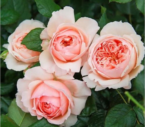 月季花：家常的美丽与美味