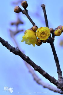 温度适宜， 腊梅绽放的保障