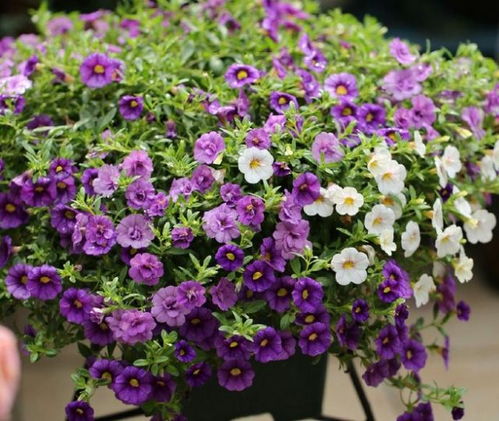 新手养花，牢记这三点！