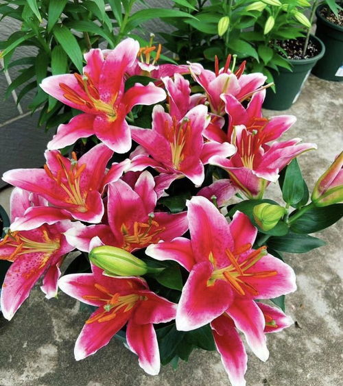 百合花在什么时间段进入休眠期？