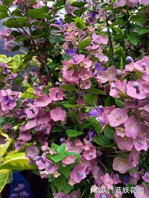 夏日花朵的选择：耐晒又抗暴雨的秘密