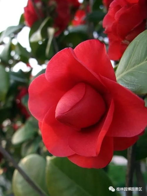 山茶花适合送给谁？