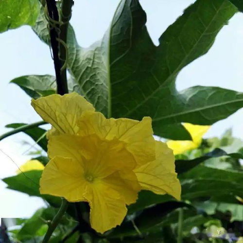 正午时分，阳光辐射强烈