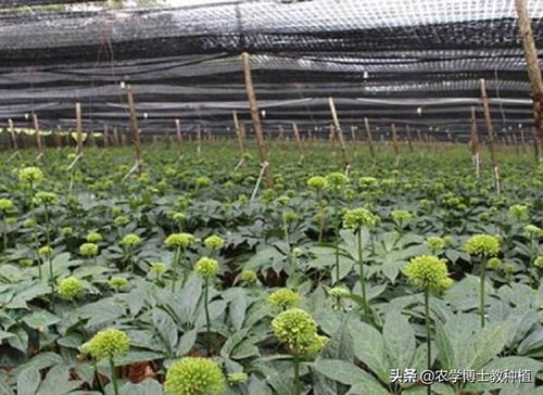 云南的植物资源