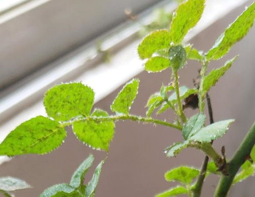 五、4. 物理防治，动手除虫！