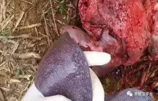 猪丹毒导致皮肤发紫、关节跛行、猝死，如何区分三类病症？
