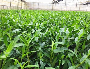 沈阳种植药材的故事