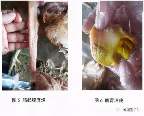 鸡肠炎防治：分析病因