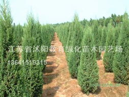 苗木名称的奥秘