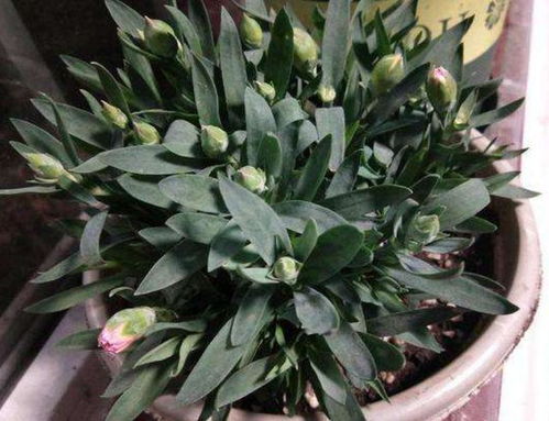 康乃馨种植方法，如何轻松养出好花