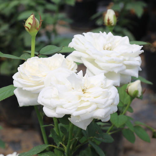 王妃月季：果香浓郁