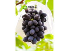 昆明葡萄树：西山特产， 品质上乘