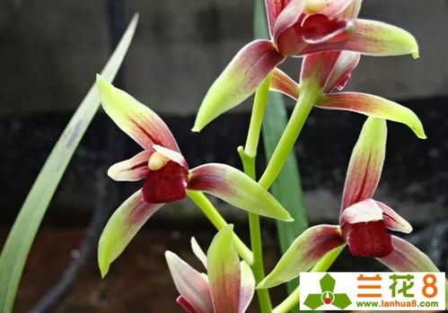 兰花病虫害防治：防范为主