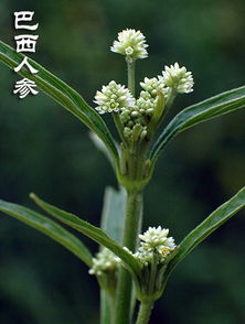 病虫害，得防着