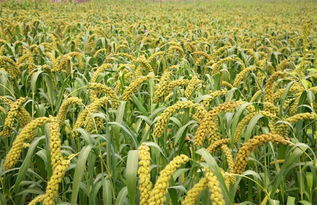 山杏种子播种量之谜：新手如何避免播种量过多或过少