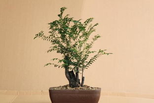 小叶紫檀叶子干枯脱落，如何挽救？畜牧养殖中的植物护理技巧