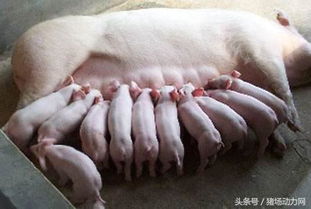 母猪为什么会咬仔猪？防治措施有哪些