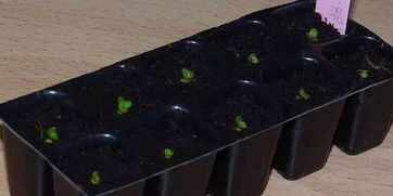 播种时间，时机彳艮重要