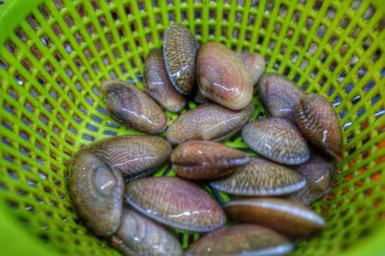 水老鳖的价格影响因素