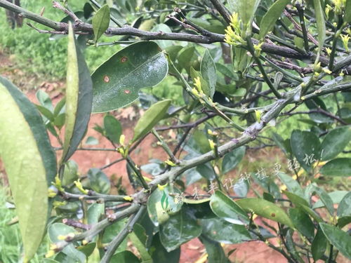 柑橘花季，春季绽放，赏花正当时！