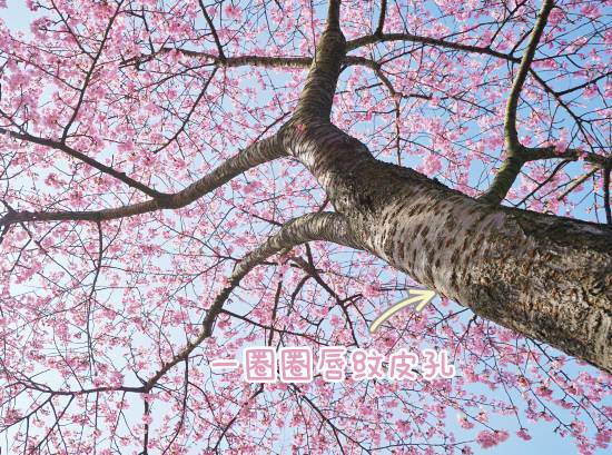 冬樱， 冬日的暖阳