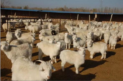 赛尔-畜牧野猪选种